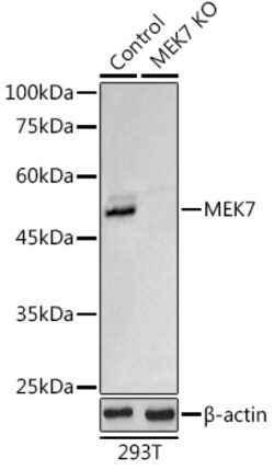 Invitrogen MEK7 Polyclonal Antibody 100 &mu;L; Unconjugated:Antibodies,
