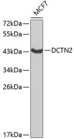 Invitrogen Dynactin 2 Polyclonal Antibody 100 &mu;L | Buy Online | Invitrogen&trade; | Fisher Scientific