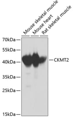 Invitrogen CKMT2 Polyclonal Antibody 100 &mu;L; Unconjugated:Antibodies,
