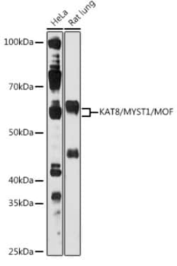 Invitrogen MYST1 Polyclonal Antibody 100 &mu;L; Unconjugated:Antibodies,