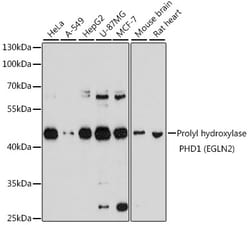 Invitrogen PHD1 Polyclonal Antibody 100 &mu;L; Unconjugated:Antibodies,
