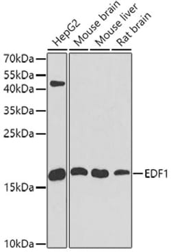 Invitrogen EDF1 Polyclonal Antibody 100 &mu;L; Unconjugated:Antibodies,