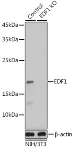 Invitrogen EDF1 Polyclonal Antibody 100 &mu;L; Unconjugated:Antibodies,