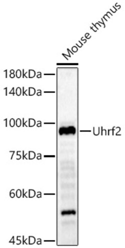 Invitrogen UHRF2 Polyclonal Antibody 100 &mu;L; Unconjugated:Antibodies,