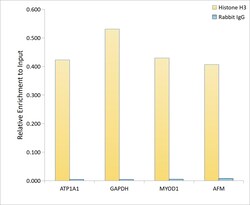 Invitrogen Histone H3.1t Polyclonal Antibody 100 &mu;L | Buy Online | Invitrogen&trade; | Fisher Scientific