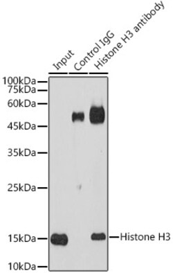 Invitrogen Histone H3.1t Polyclonal Antibody 100 &mu;L | Buy Online | Invitrogen&trade; | Fisher Scientific