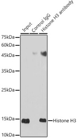 Invitrogen Histone H3.1t Polyclonal Antibody 100 &mu;L | Buy Online | Invitrogen&trade; | Fisher Scientific