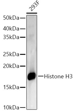 Invitrogen Histone H3.1t Polyclonal Antibody 100 &mu;L | Buy Online | Invitrogen&trade; | Fisher Scientific
