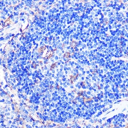 CD86 Polyclonal Antibody, Invitrogen 100 &mu;L; Unconjugated:Antibodies,