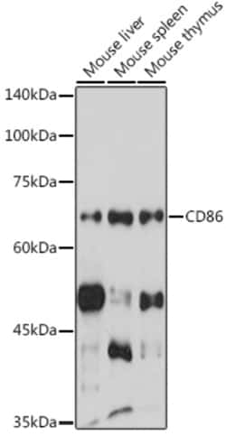 CD86 Polyclonal Antibody, Invitrogen 100 &mu;L; Unconjugated:Antibodies,