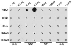 Invitrogen H3K4me2 Polyclonal Antibody 100 &mu;L | Buy Online | Invitrogen&trade; | Fisher Scientific