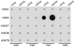Invitrogen H3K9me1 Polyclonal Antibody 100 &mu;L; Unconjugated:Antibodies,