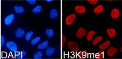 Invitrogen H3K9me1 Polyclonal Antibody 100 &mu;L; Unconjugated:Antibodies,