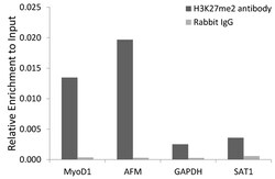 Invitrogen H3K27me2 Polyclonal Antibody 100 &mu;L; Unconjugated:Antibodies,