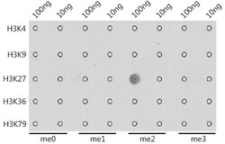 Invitrogen H3K27me2 Polyclonal Antibody 100 &mu;L; Unconjugated:Antibodies,