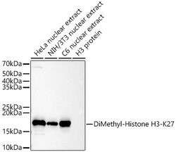 Invitrogen H3K27me2 Polyclonal Antibody 100 &mu;L; Unconjugated:Antibodies,