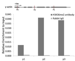 Invitrogen H3K36me2 Polyclonal Antibody 100 &mu;L; Unconjugated:Antibodies,