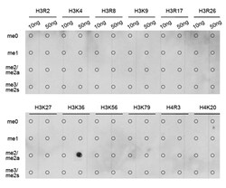 Invitrogen H3K36me2 Polyclonal Antibody 100 &mu;L; Unconjugated:Antibodies,