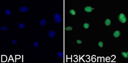Invitrogen H3K36me2 Polyclonal Antibody 100 &mu;L; Unconjugated:Antibodies,