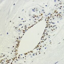 Invitrogen H3K36me2 Polyclonal Antibody 100 &mu;L; Unconjugated:Antibodies,