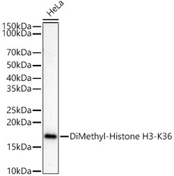 Invitrogen H3K36me2 Polyclonal Antibody 100 &mu;L; Unconjugated:Antibodies,