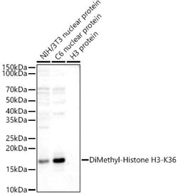 Invitrogen H3K36me2 Polyclonal Antibody 100 &mu;L; Unconjugated:Antibodies,