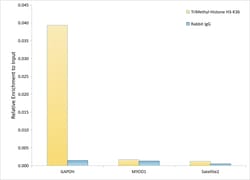 Invitrogen H3K36me3 Polyclonal Antibody, ChIP-Verified 100 &mu;L; Unconjugated:Anticuerpos