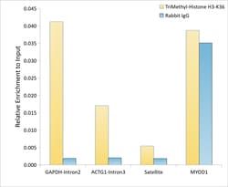 Invitrogen H3K36me3 Polyclonal Antibody, ChIP-Verified 100 &mu;L; Unconjugated:Anticuerpos
