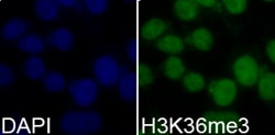 Invitrogen H3K36me3 Polyclonal Antibody, ChIP-Verified 100 &mu;L; Unconjugated:Anticuerpos