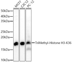 Invitrogen H3K36me3 Polyclonal Antibody, ChIP-Verified 100 &mu;L; Unconjugated:Anticuerpos