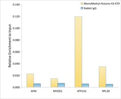 Invitrogen H3K79me1 Polyclonal Antibody 100 &mu;L; Unconjugated:Antibodies,