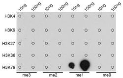 Invitrogen H3K79me1 Polyclonal Antibody 100 &mu;L; Unconjugated:Antibodies,