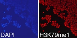Invitrogen H3K79me1 Polyclonal Antibody 100 &mu;L; Unconjugated:Antibodies,