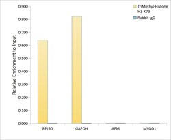 Invitrogen H3K79me3 Polyclonal Antibody 100 &mu;L; Unconjugated:Antibodies,