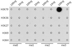 Invitrogen H3K79me3 Polyclonal Antibody 100 &mu;L; Unconjugated:Antibodies,