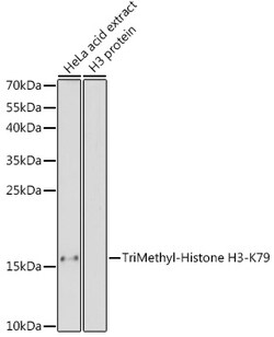 Invitrogen H3K79me3 Polyclonal Antibody 100 &mu;L; Unconjugated:Antibodies,
