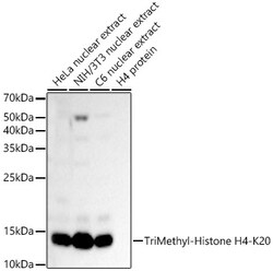 H4K20me3 Polyclonal Antibody, Invitrogen 100 &mu;L; Unconjugated:Antibodies,