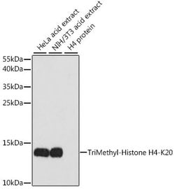 H4K20me3 Polyclonal Antibody, Invitrogen 100 &mu;L; Unconjugated:Antibodies,