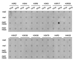 Invitrogen H3R17me2a Polyclonal Antibody 100 &mu;L; Unconjugated:Antibodies,