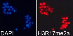 Invitrogen H3R17me2a Polyclonal Antibody 100 &mu;L; Unconjugated:Antibodies,