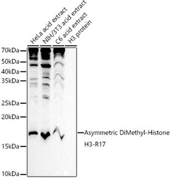 Invitrogen H3R17me2a Polyclonal Antibody 100 &mu;L; Unconjugated:Antibodies,