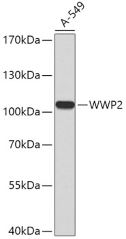 Invitrogen AIP2 Polyclonal Antibody 100 &mu;L; Unconjugated:Antibodies,