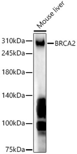 Invitrogen BRCA2 Polyclonal Antibody 100 &mu;L | Buy Online | Invitrogen&trade; | Fisher Scientific