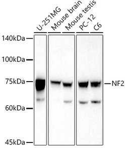 Invitrogen NF2 Polyclonal Antibody 100 &mu;L; Unconjugated:Antibodies,