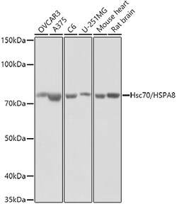 HSC70 Polyclonal Antibody:Antibodies, Polyclonal