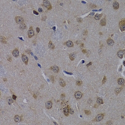 Invitrogen POLR2L Polyclonal Antibody 100 &mu;L; Unconjugated:Antibodies,
