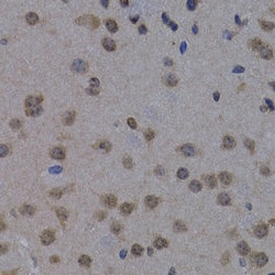 Invitrogen POLR2L Polyclonal Antibody 100 &mu;L; Unconjugated:Antibodies,