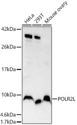 Invitrogen POLR2L Polyclonal Antibody 100 &mu;L; Unconjugated:Antibodies,