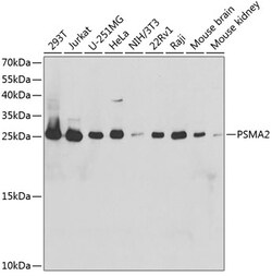 Invitrogen PSMA2 Polyclonal Antibody 100 &mu;L; Unconjugated:Antibodies,