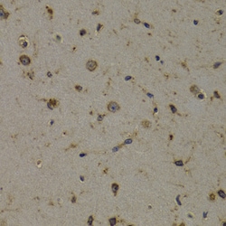 Invitrogen EEF1D Polyclonal Antibody 100 &mu;L; Unconjugated:Antibodies,